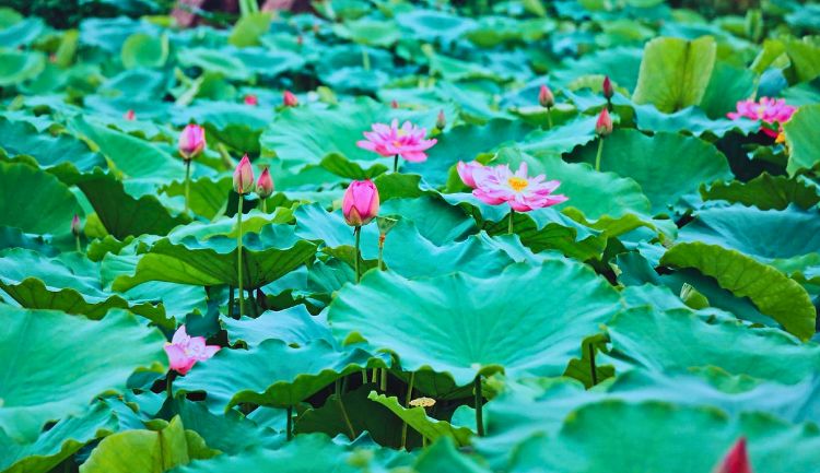 west lake lotus pond